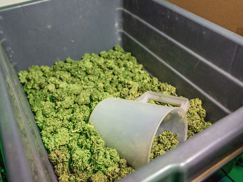 En Suisse, le cannabis à faible teneur en THC peut être vendu sous forme d'huile, de tisanes ou sous forme de fleurs. (Illustration)
