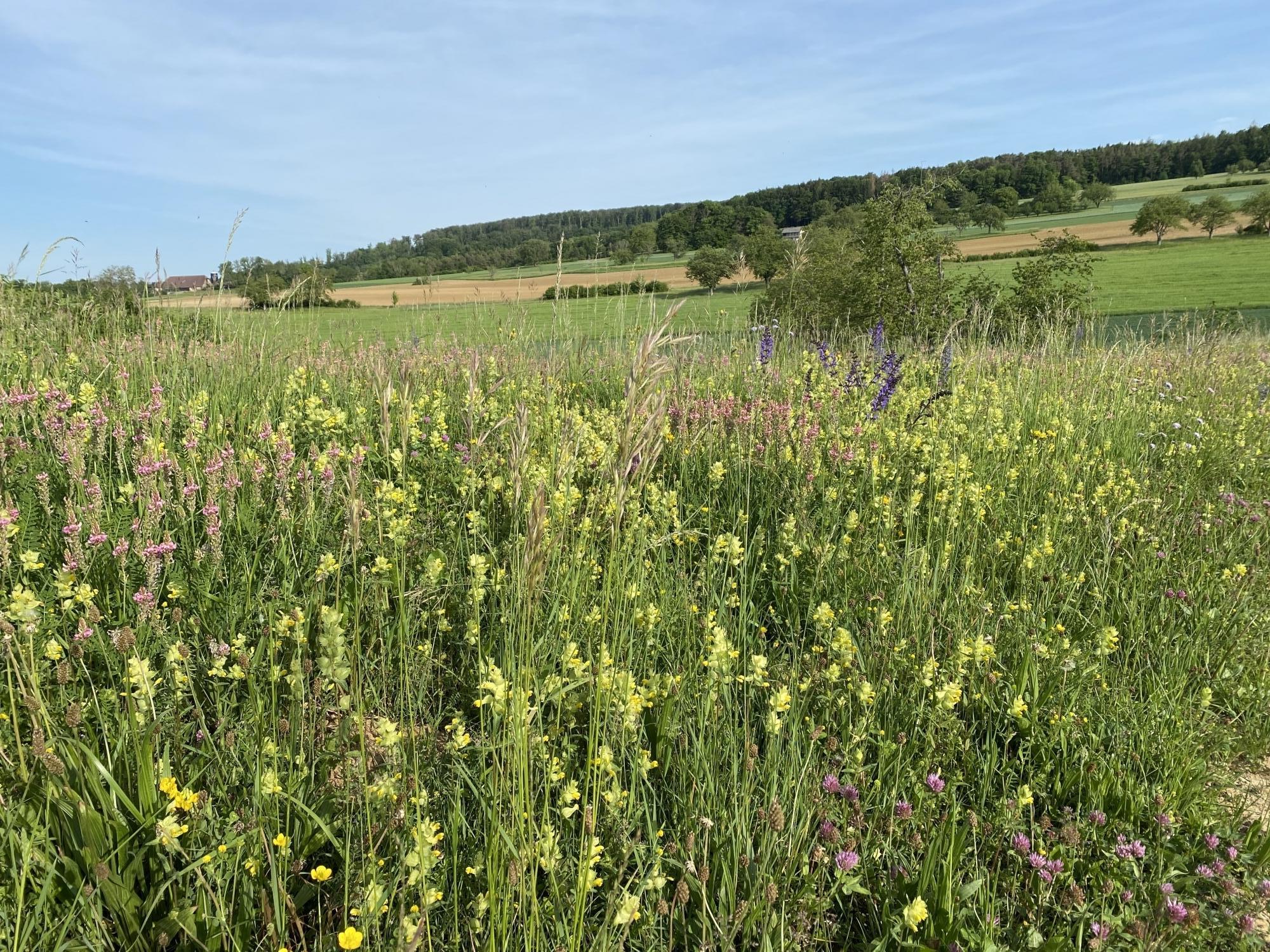 Lorsque l'on se promène en bordure de champs et de vignes, il est possible d'observer plusieurs aménagements mis en place pour promouvoir la biodiversité.