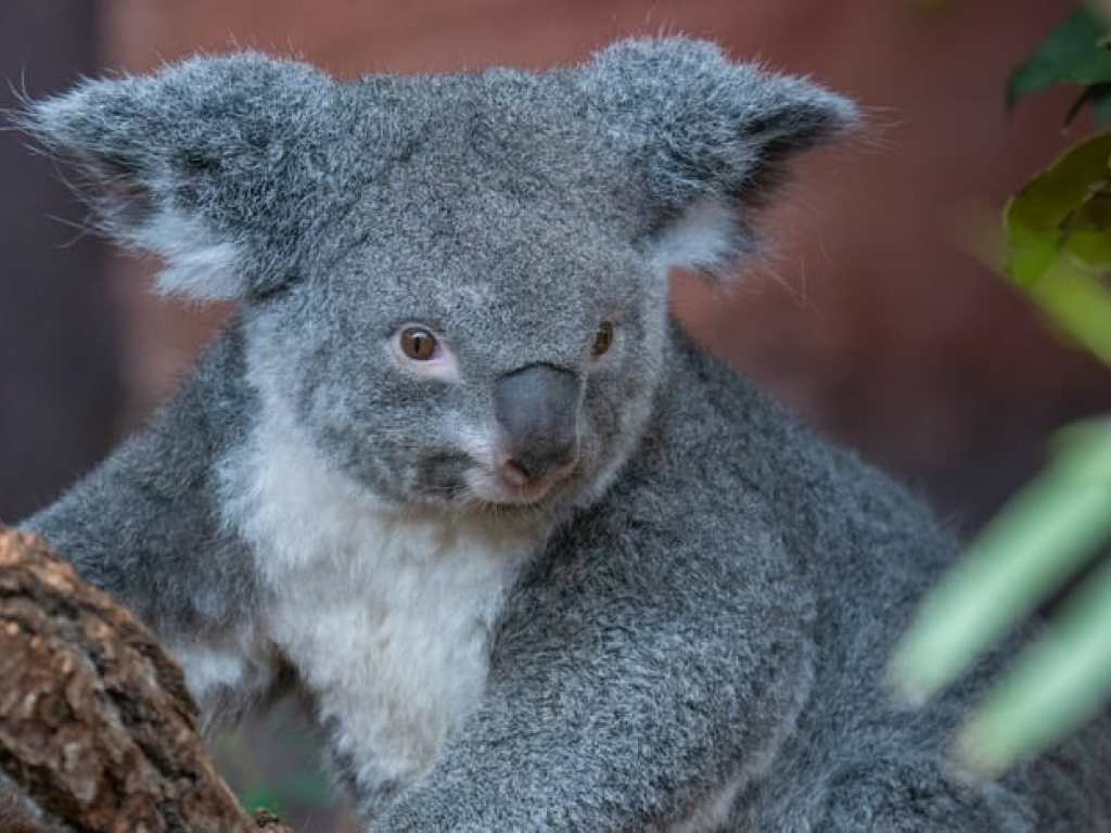 La femelle koala Pippa porte un petit dans sa poche.